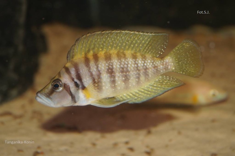Altolamprologus calvus 'Nkamba Bay' (Yellow)